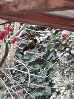 Zwartborstsijs man 2024, Dieren en Toebehoren, Vogels | Overige Vogels, Mannelijk, Tropenvogel, Geringd