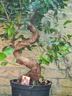 Grote Ficus Ginseng Bonsai, 100 tot 150 cm, In pot, Bonsai, Groene kamerplant