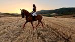 Lusitano merrie 6 jaar 1,72 vanaf €30.000, Dieren en Toebehoren, Paarden, Merrie
