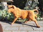 Supergave gietijzeren beeld van een stier., Ophalen of Verzenden, Nieuw, Metaal, Dierenbeeld