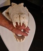 Zeer grote Krokodil schedel, Ophalen, Gebruikt, Schedel