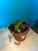 Drosera ‘capensis alba’ vleesetende plant plantjes, Overige soorten, Ophalen of Verzenden, Minder dan 100 cm, Bloeiende kamerplant