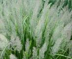 Calamagrostis brachytricha diamantgras vaste plant, Ophalen, Zomer, Overige soorten, Volle zon