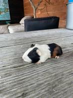 Te koop meerdere jonge cavia s, Dieren en Toebehoren, Knaagdieren, Januari, Meerdere dieren, Cavia