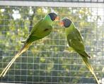 Gevraagt grijskopedel parkiet, Dieren en Toebehoren, Vogels | Parkieten en Papegaaien