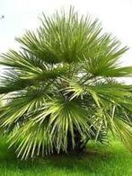 10 x Chamaerops humilis (Europese dwergpalmboom) zaden, Ophalen, Gehele jaar, Volle zon, Zaad