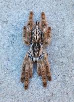 0-0-3 Heteroscodra maculata €10 / €15 incl. bakje, Overige soorten, Met terrarium, 0 tot 2 jaar