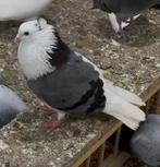 Hoogevliegers serbisch duiven kwallitet, Dieren en Toebehoren, Vogels | Duiven, Meerdere dieren