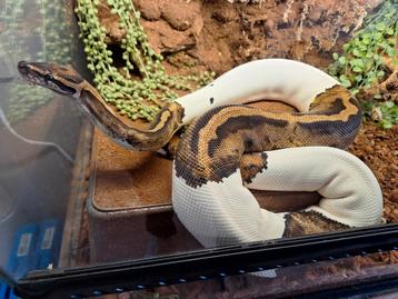 Bewezen Piebald Ball python Vrouw met smiley :) beschikbaar voor biedingen