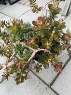 Mooie Crassula Ovata (Jadeplant) te koop!, Volle zon, Vaste plant, Bloeit niet, Ophalen