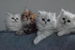 Perzische langhaar kittens, Dieren en Toebehoren, Katten en Kittens | Raskatten | Langhaar, Poes, Gechipt, 0 tot 2 jaar
