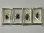 Insecten in acrylhars, Ophalen of Verzenden, Nieuw, Opgezet dier