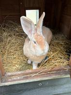 Vlaamse dekram ter dekking, Dieren en Toebehoren, Mannelijk, Groot