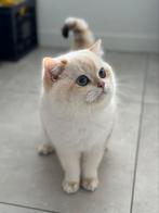 Brits(e) korthaar STAMBOOM Supreme titel! NY1133 (NU1133), 3 tot 5 jaar