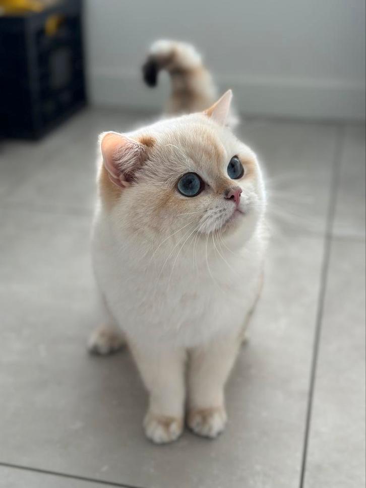 Brits(e) korthaar STAMBOOM Supreme titel! NY1133 (NU1133), Dieren en Toebehoren, Katten en Kittens | Dekkaters, 3 tot 5 jaar