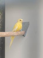 Te koop elegant pop van 2023., Dieren en Toebehoren, Vogels | Parkieten en Papegaaien, Vrouwelijk, Parkiet