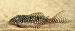 L-Nummers: L136A Hypancistrus sp., Dieren en Toebehoren, Vis, Zoetwatervis