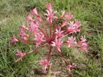 Caudex Brunsvigia Gregaria Kaapprovincie Zuid Afrika 12cmpot, Huis en Inrichting, Kamerplanten, Overige soorten, Minder dan 100 cm