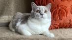 Zoey - British Shorthair kitten, lilac & white, poes, TICA, Dieren en Toebehoren, Katten en Kittens | Raskatten | Korthaar, Poes