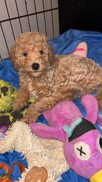 Labradoodle puppy, Dieren en Toebehoren, Overige rassen, 8 tot 15 weken, Meerdere, Meerdere dieren