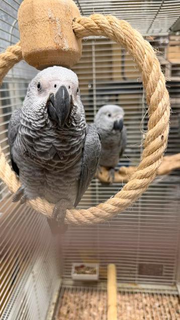 Grijze roodstaarten koppel 2025 beschikbaar voor biedingen