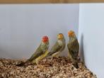 Binsenastrilde roodkop | veel keuze uit tropische vogels, Meerdere dieren, Kleurkanarie