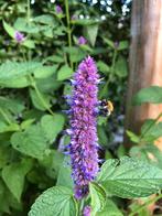 Biologische Dropplant / Agastache foeniculum, Volle zon, Vaste plant, Zomer, Ophalen