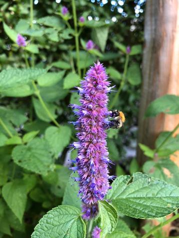 Biologische Dropplant / Agastache foeniculum beschikbaar voor biedingen