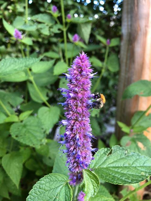 Biologische Dropplant / Agastache foeniculum, Tuin en Terras, Planten | Tuinplanten, Vaste plant, Overige soorten, Volle zon, Zomer
