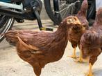 Kuikens 10 weken oud. Rhode Island Red, Dieren en Toebehoren, Pluimvee, Meerdere dieren, Kip
