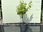 Druivenboom - Druif op oude stam - stamomvang 18-22 cm, 100 tot 250 cm, Zomer, Volle zon, In pot