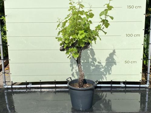 Druivenboom - Druif op oude stam - stamomvang 18-22 cm, Tuin en Terras, Planten | Bomen, Overige soorten, 100 tot 250 cm, Volle zon