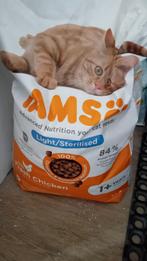 Iams kattenvoer light / sterilised 7 kg, Dieren en Toebehoren, Dierenvoeding, Ophalen, Kat