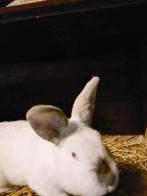 Rus californian konijn, Dieren en Toebehoren, Mannelijk, Groot, 0 tot 2 jaar