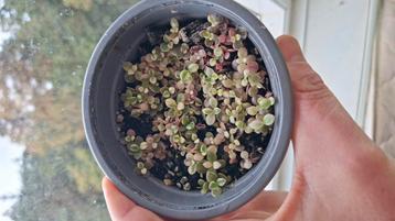 Kalanchoe Daigremontiana Pink Butterflies Mother of thousend beschikbaar voor biedingen