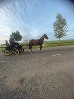 Te koop diverse paarden, Dieren en Toebehoren, Paarden, Merrie, Minder dan 160 cm, Zadelmak, 3 tot 6 jaar