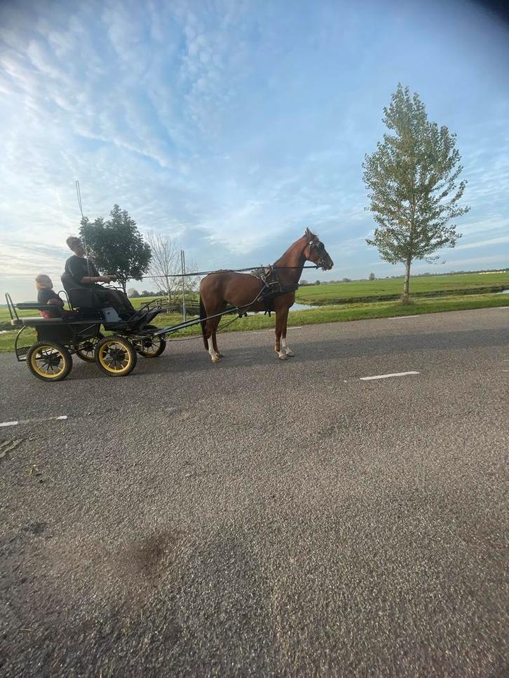 Te koop diverse paarden, Dieren en Toebehoren, Paarden, Merrie, Zadelmak, Minder dan 160 cm, 3 tot 6 jaar, Recreatiepaard, Met stamboom
