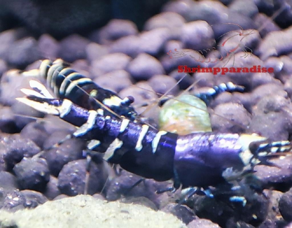 purple metallic nanashi garnalen high grade, Dieren en Toebehoren, Vissen | Aquariumvissen, Zoetwatervis, Kreeft, Krab of Garnaal