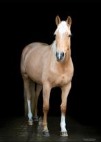 Lieve palomino merrie zoekt 5 sterren huis, Dieren en Toebehoren, Paarden, Merrie, Dressuurpaard