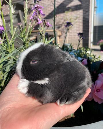 Super schattig minilop rammetje beschikbaar beschikbaar voor biedingen