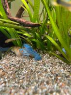 Blauwe Florida Kreeft (Procambarus alleni), Dieren en Toebehoren, Kreeft, Krab of Garnaal, Zoetwatervis