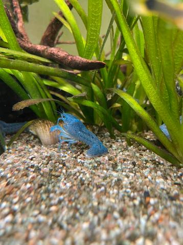 Blauwe Florida Kreeft (Procambarus alleni) beschikbaar voor biedingen