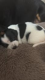 Prachtige Dwergteckel pup te reserveren!, Parvo, Reu, 8 tot 15 weken, Korthaar