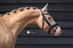 Goedgekeurde 3-jarige CHAMPAGNE hengst D-pony, Dieren en Toebehoren, Pony's, B, Gechipt, Dressuurpony, Hengst