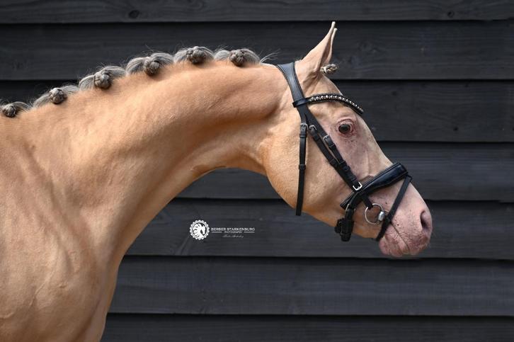 Goedgekeurde 3-jarige CHAMPAGNE hengst D-pony, Dieren en Toebehoren, Pony's, Hengst, B, D pony (1.37m tot 1.48m), Dressuurpony