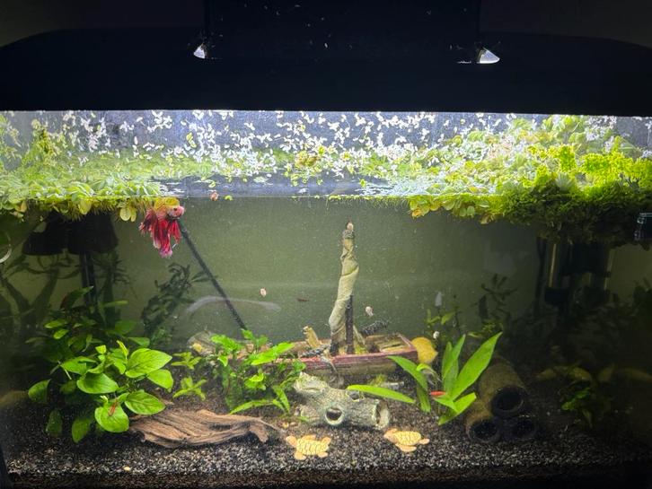 Aquarium startersklaar inclusief vissen, Dieren en Toebehoren, Vissen | Aquaria en Toebehoren, Nieuw, Gevuld zoetwateraquarium