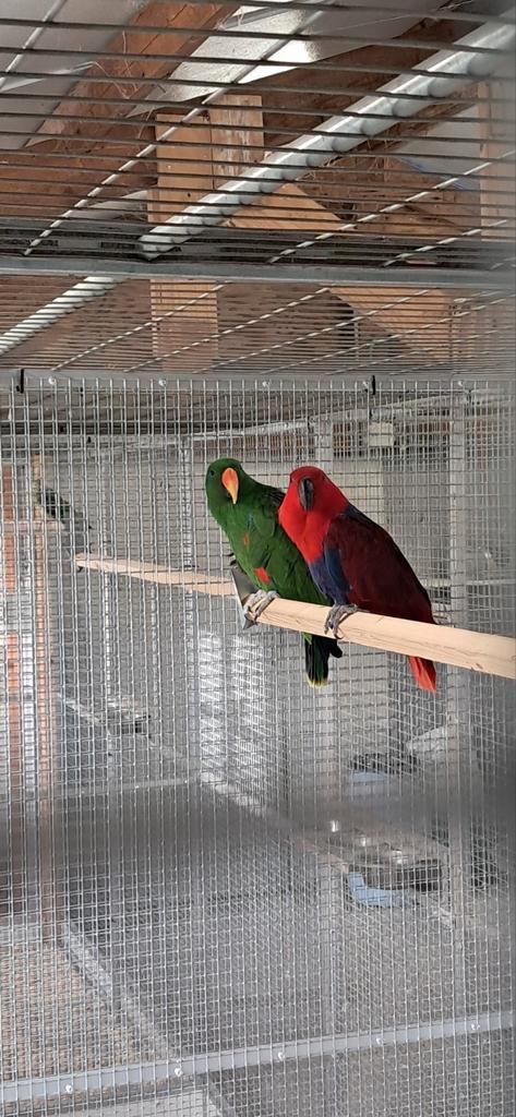 Koppel Edelpapegaaien  circa 18  jaar, Dieren en Toebehoren, Vogels | Parkieten en Papegaaien, Parkiet, Meerdere dieren