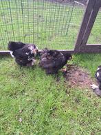cochin kriel, Dieren en Toebehoren, Pluimvee, Meerdere dieren, Kip