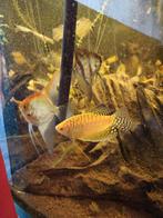 Vissen, Dieren en Toebehoren, Vissen | Aquariumvissen