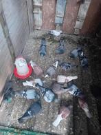 Postduiven, Meerdere dieren, Postduif